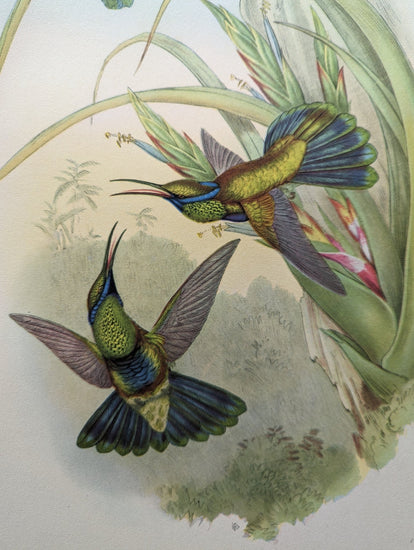 Petasophora Iolata by Gould, mint condition authentic vintage lithograph printed in the 1940s - Offset Lithograph - Pink Flamingos