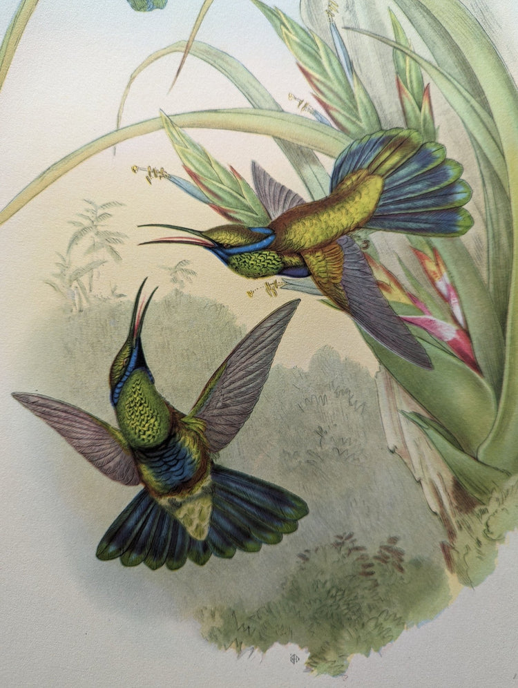 Petasophora Iolata by Gould, mint condition authentic vintage lithograph printed in the 1940s - Offset Lithograph - Pink Flamingos