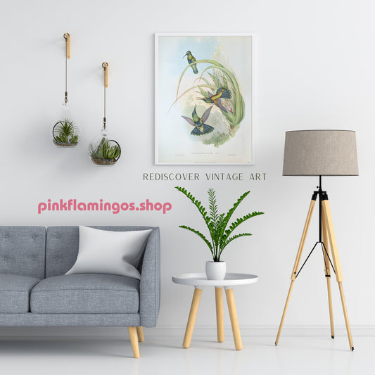 Petasophora Iolata by Gould, mint condition authentic vintage lithograph printed in the 1940s - Offset Lithograph - Pink Flamingos