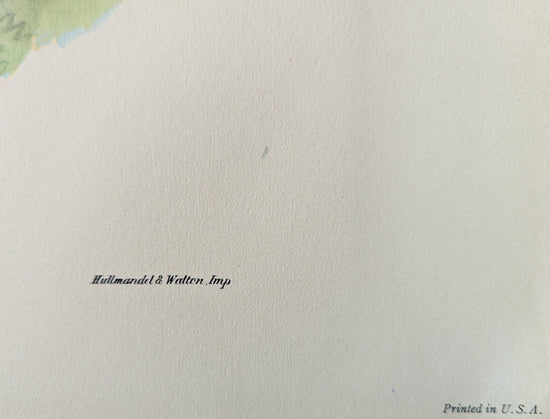 Petasophora Iolata by Gould, mint condition authentic vintage lithograph printed in the 1940s - Offset Lithograph - Pink Flamingos