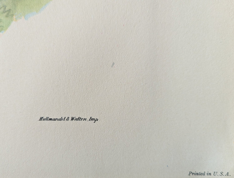 Petasophora Iolata by Gould, mint condition authentic vintage lithograph printed in the 1940s - Offset Lithograph - Pink Flamingos