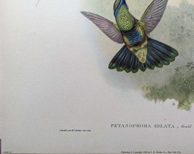 Petasophora Iolata by Gould, mint condition authentic vintage lithograph printed in the 1940s - Offset Lithograph - Pink Flamingos