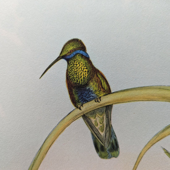 Petasophora Iolata by Gould, mint condition authentic vintage lithograph printed in the 1940s - Offset Lithograph - Pink Flamingos