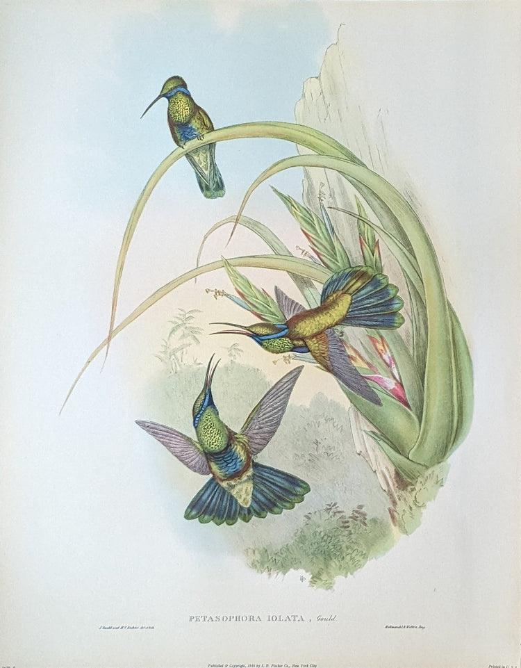 Petasophora Iolata by Gould, mint condition authentic vintage lithograph printed in the 1940s - Offset Lithograph - Pink Flamingos