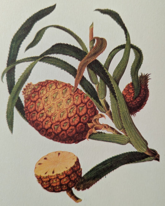 Pineapple - unique vintage collotype wall art circa 1950 from 18th century Chinese artwork - Collotype - Pink Flamingos