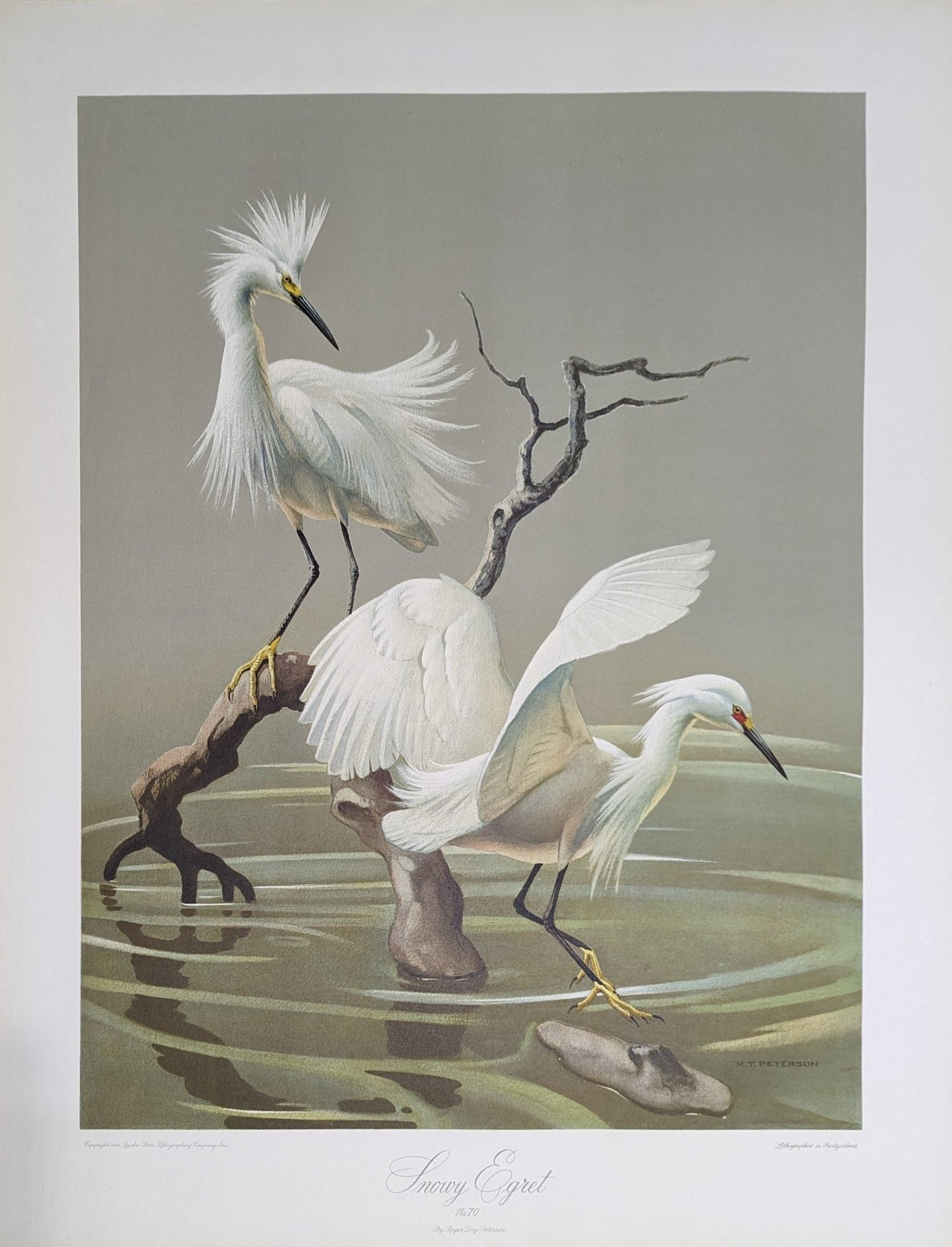 Snowy Egrets by Roger Tory Peterson, mint condition vintage lithograph printed in the 1940s - Offset Lithograph - Pink Flamingos