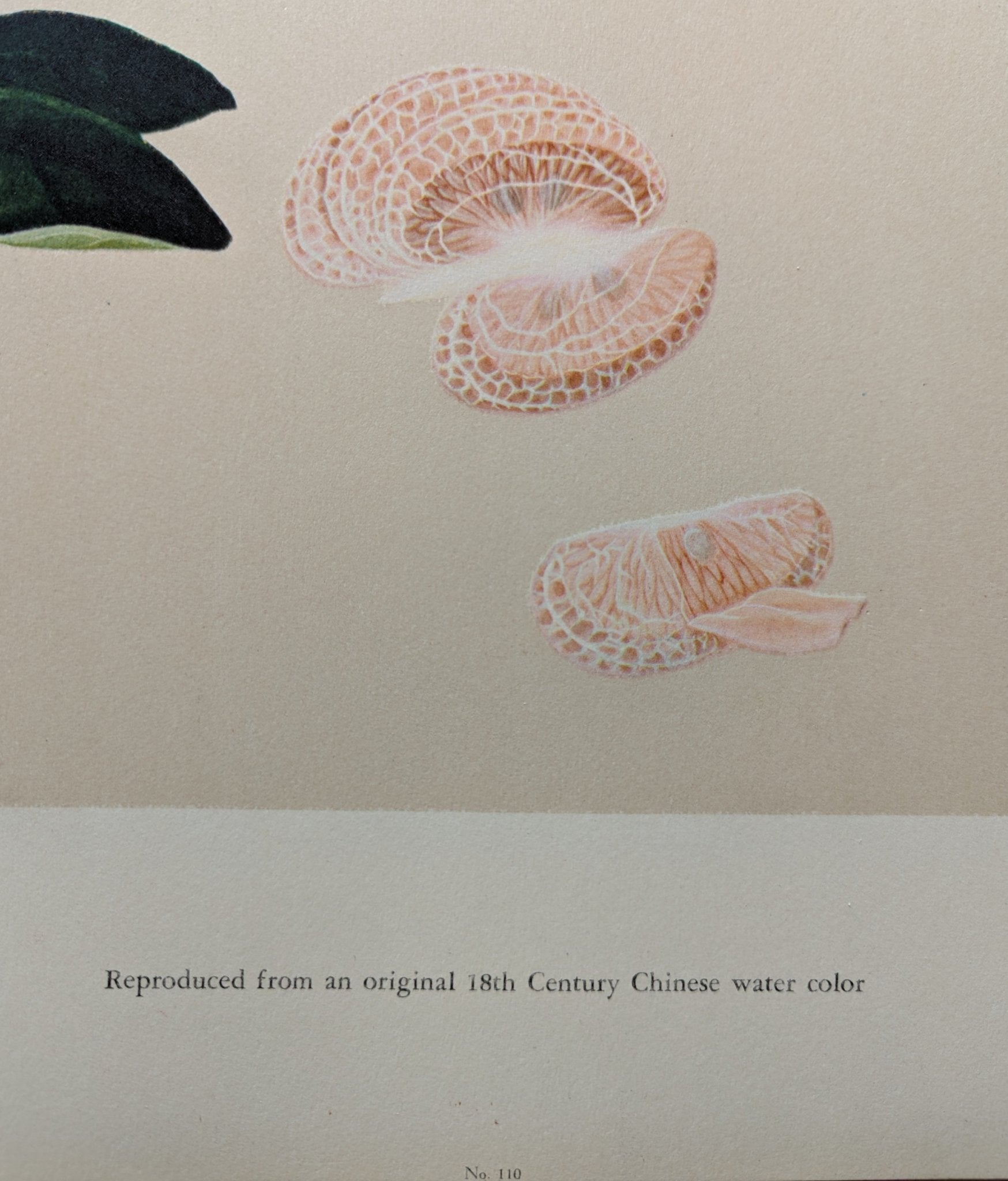 Tangerine - unique vintage collotype wall art circa 1950 from 18th century Chinese artwork - Collotype - Pink Flamingos
