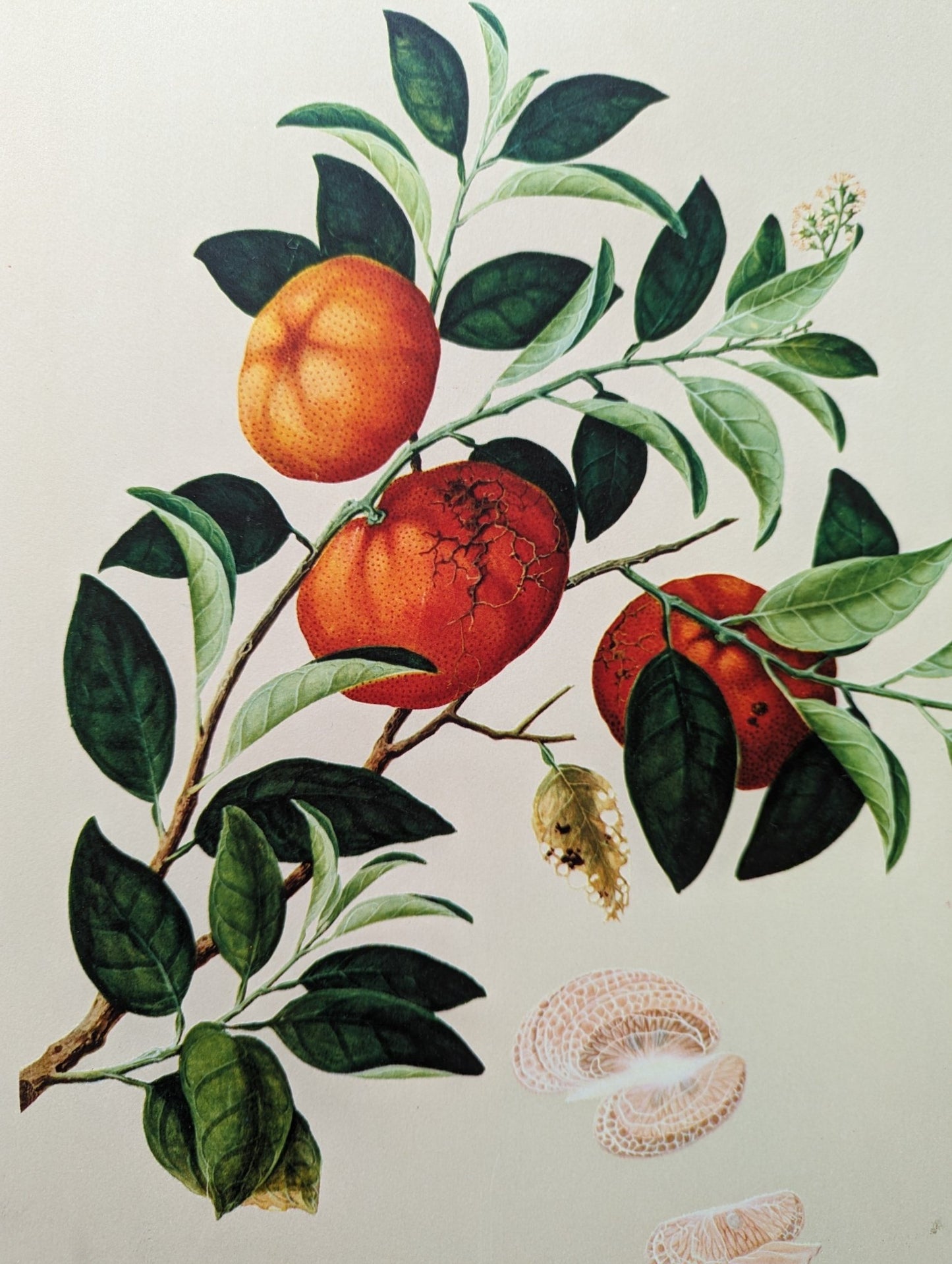 Tangerine - unique vintage collotype wall art circa 1950 from 18th century Chinese artwork - Collotype - Pink Flamingos