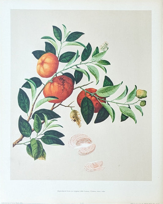 Tangerine - unique vintage collotype wall art circa 1950 from 18th century Chinese artwork - Collotype - Pink Flamingos