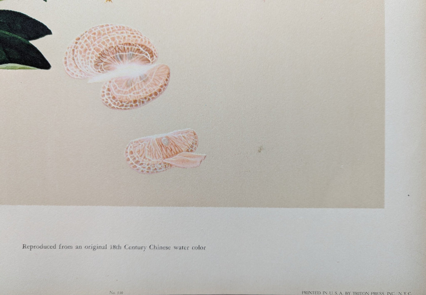 Tangerine - unique vintage collotype wall art circa 1950 from 18th century Chinese artwork - Collotype - Pink Flamingos