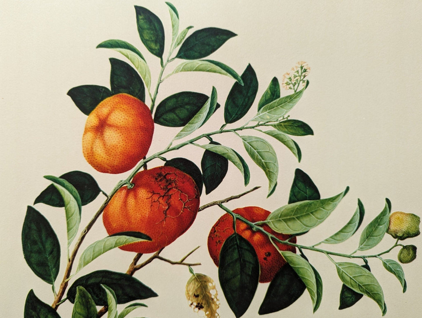 Tangerine - unique vintage collotype wall art circa 1950 from 18th century Chinese artwork - Collotype - Pink Flamingos