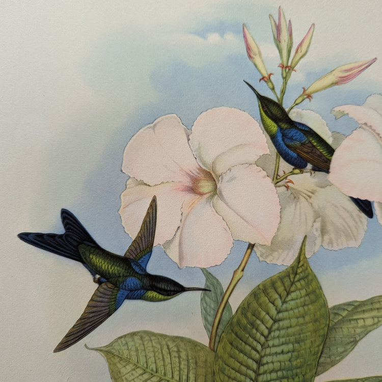 Thalurania Refulgens by Gould, mint condition authentic vintage lithograph printed in the 1940s - Offset Lithograph - Pink Flamingos