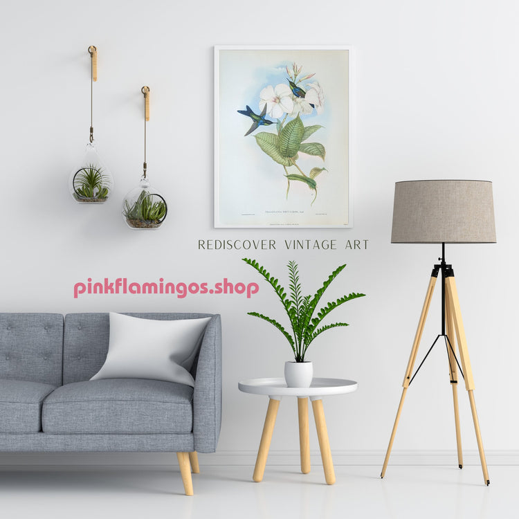 Thalurania Refulgens by Gould, mint condition authentic vintage lithograph printed in the 1940s - Offset Lithograph - Pink Flamingos