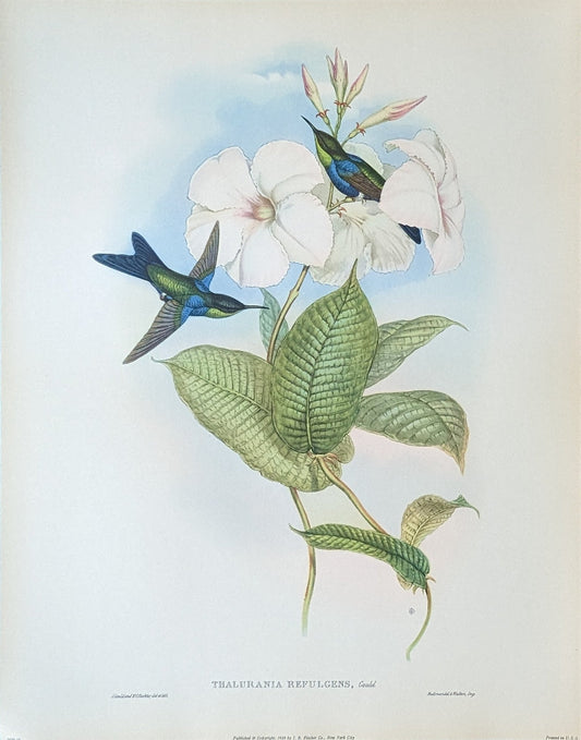 Thalurania Refulgens by Gould, mint condition authentic vintage lithograph printed in the 1940s - Offset Lithograph - Pink Flamingos