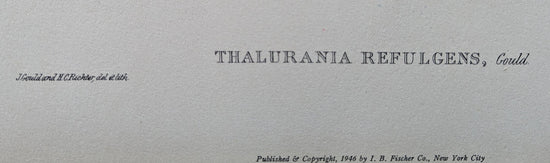 Thalurania Refulgens by Gould, mint condition authentic vintage lithograph printed in the 1940s - Offset Lithograph - Pink Flamingos