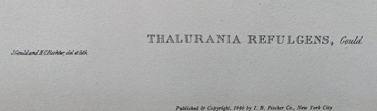 Thalurania Refulgens by Gould, mint condition authentic vintage lithograph printed in the 1940s - Offset Lithograph - Pink Flamingos