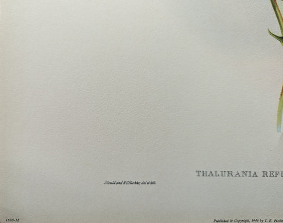 Thalurania Refulgens by Gould, mint condition authentic vintage lithograph printed in the 1940s - Offset Lithograph - Pink Flamingos