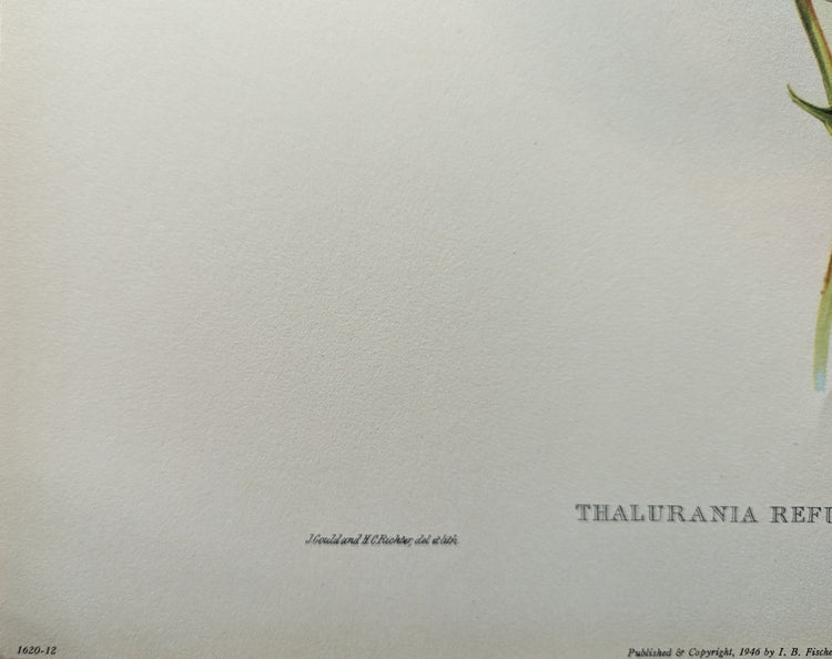 Thalurania Refulgens by Gould, mint condition authentic vintage lithograph printed in the 1940s - Offset Lithograph - Pink Flamingos