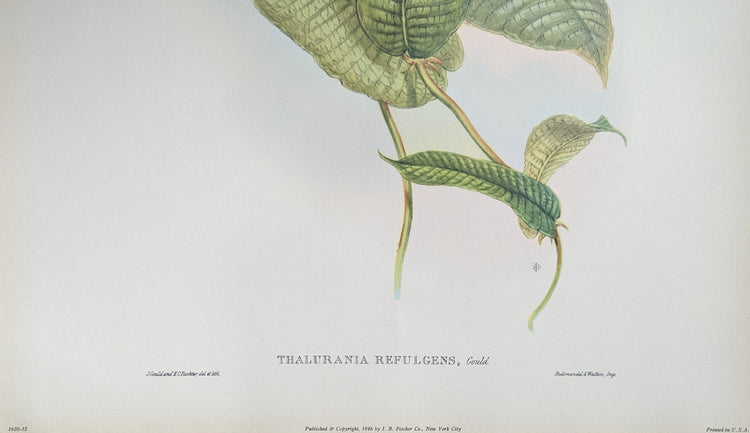 Thalurania Refulgens by Gould, mint condition authentic vintage lithograph printed in the 1940s - Offset Lithograph - Pink Flamingos