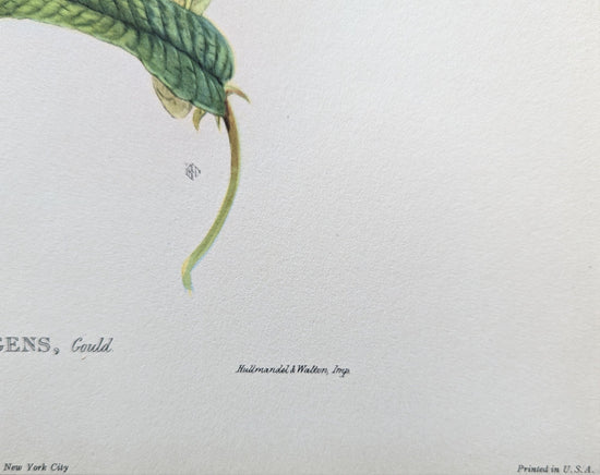 Thalurania Refulgens by Gould, mint condition authentic vintage lithograph printed in the 1940s - Offset Lithograph - Pink Flamingos