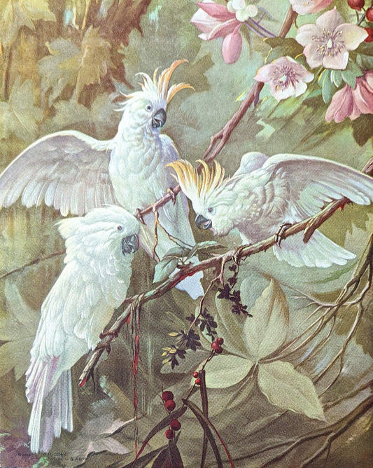 White Cockatoos by Toran, mint condition vintage lithograph printed before 1982 - Pink Flamingos