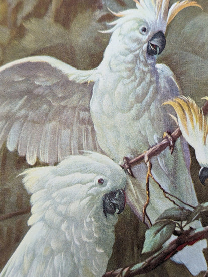 White Cockatoos by Toran, mint condition vintage lithograph printed before 1982 - Pink Flamingos