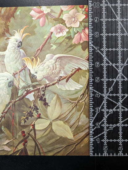 White Cockatoos by Toran, mint condition vintage lithograph printed before 1982 - Pink Flamingos