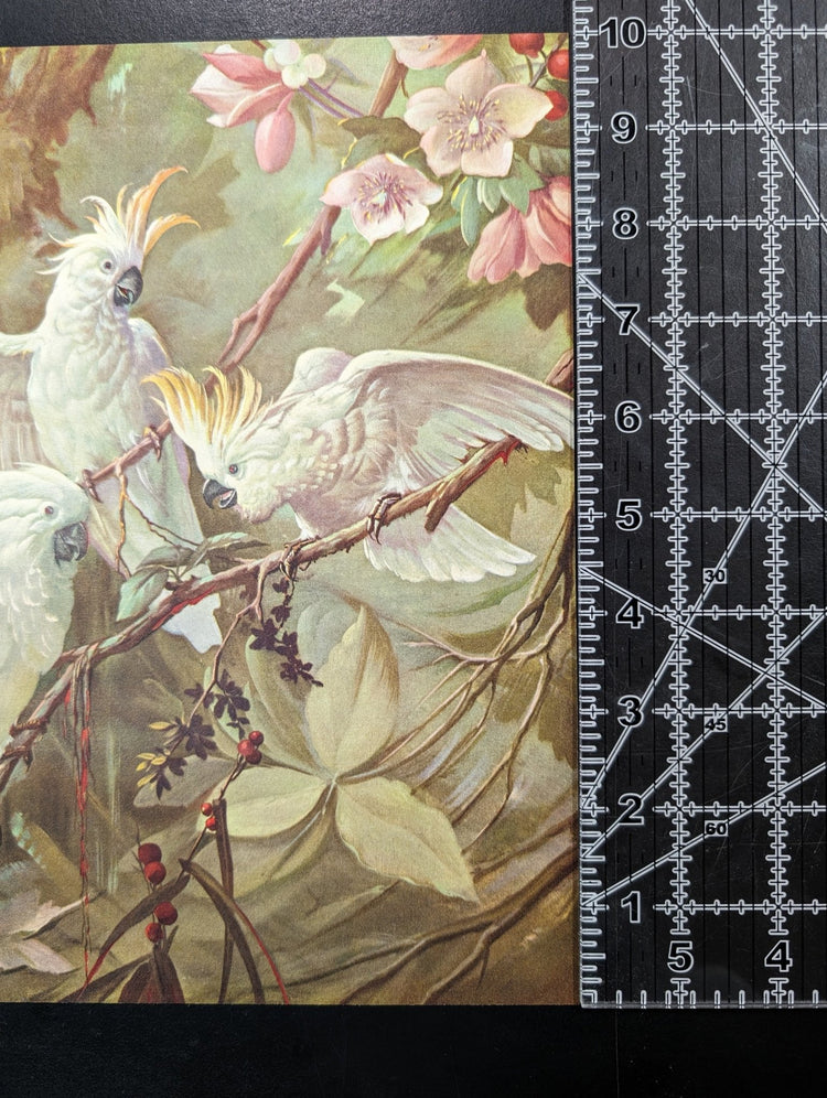 White Cockatoos by Toran, mint condition vintage lithograph printed before 1982 - Pink Flamingos