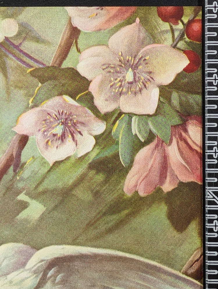 White Cockatoos by Toran, mint condition vintage lithograph printed before 1982 - Pink Flamingos