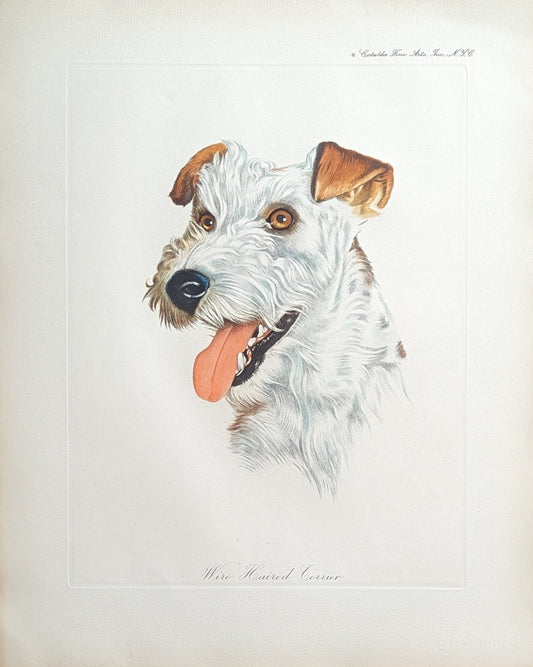 Wire Haired Terrier by Rolf Anderson, mint condition vintage hand-colored engraving from France circa 1940 - Hand Colored Engraving - Pink Flamingos