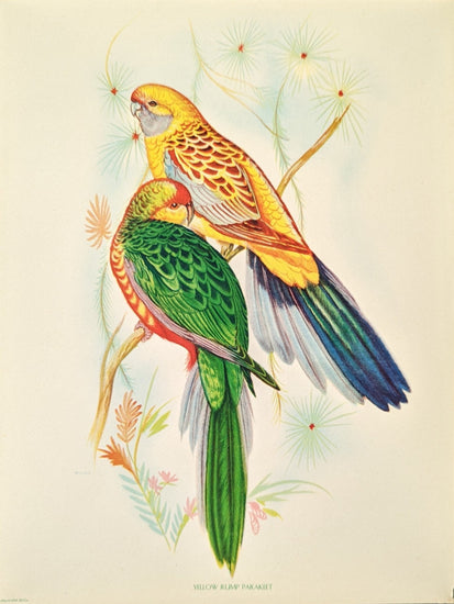 Yellow Rump Parakeet by Gould, original mint condition offset lithograph circa 1940 - Offset Lithograph - Pink Flamingos