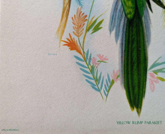 Yellow Rump Parakeet by Gould, original mint condition offset lithograph circa 1940 - Offset Lithograph - Pink Flamingos