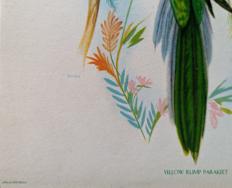 Yellow Rump Parakeet by Gould, original mint condition offset lithograph circa 1940 - Offset Lithograph - Pink Flamingos
