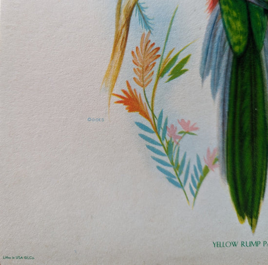 Yellow Rump Parakeet by Gould, original mint condition offset lithograph circa 1940 - Offset Lithograph - Pink Flamingos
