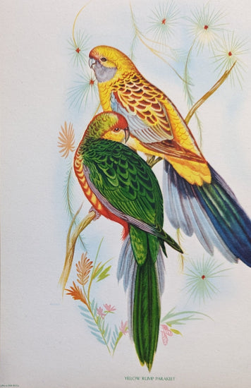 Yellow Rump Parakeet by Gould, original mint condition offset lithograph circa 1940 - Offset Lithograph - Pink Flamingos